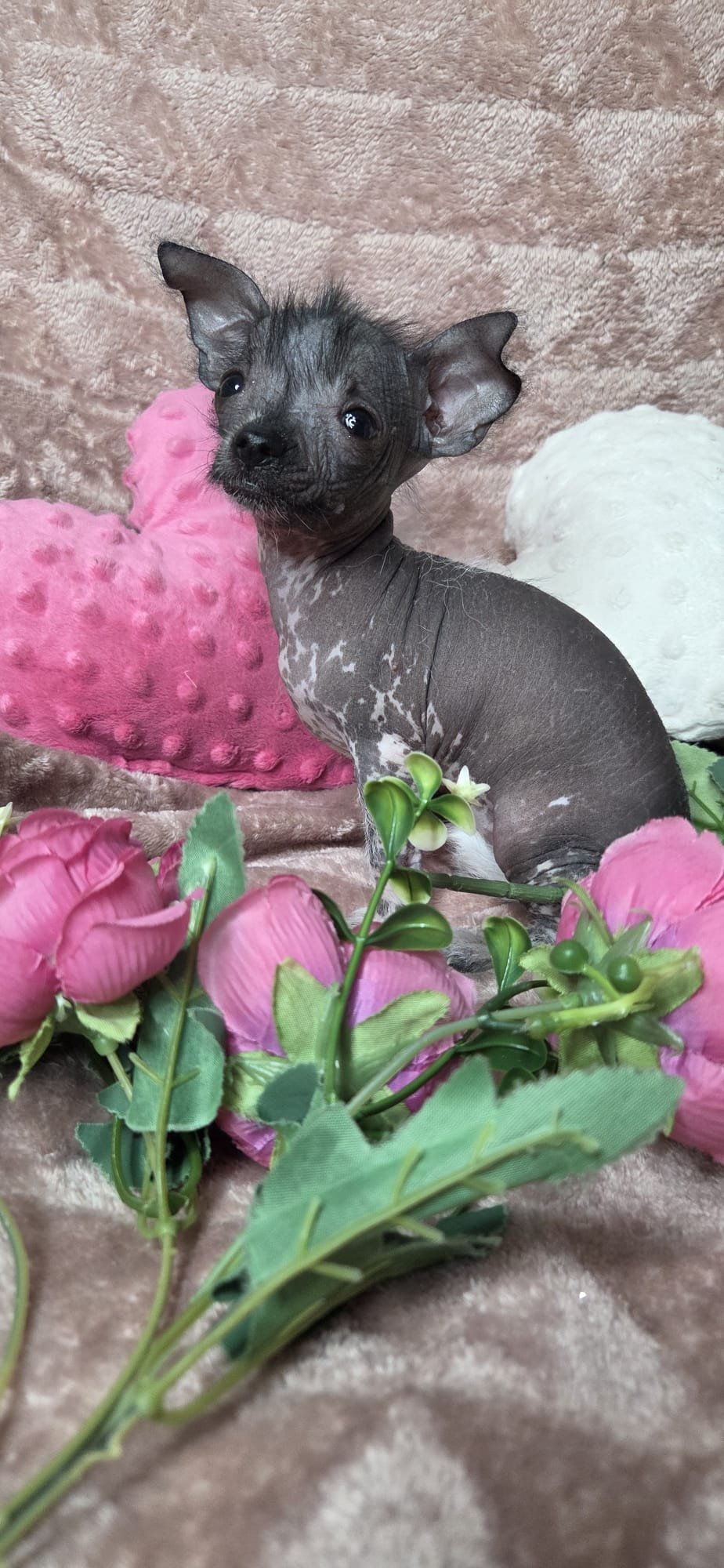 Chihuahua Hairless