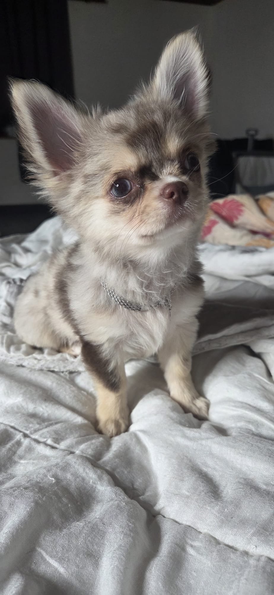 Chihuahua Russe