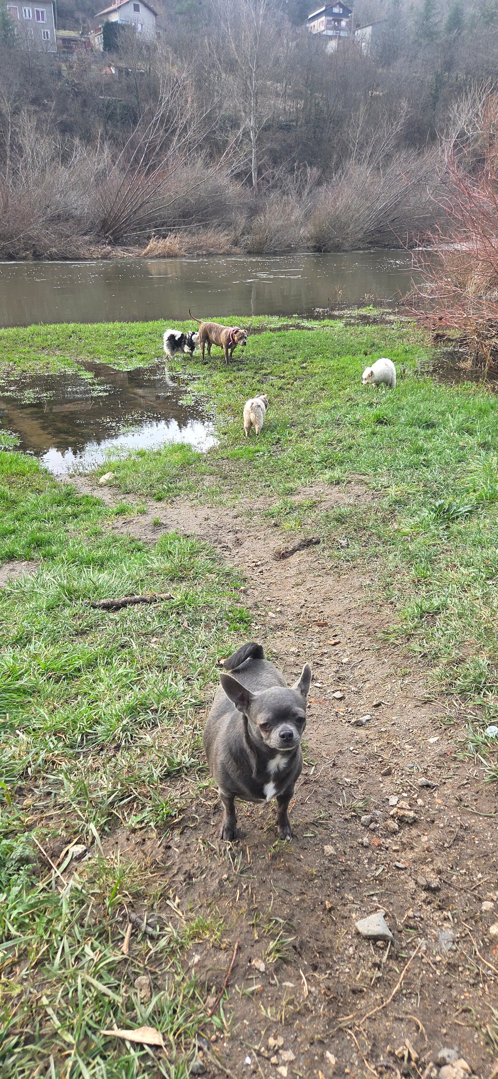 Balades Co-Canines : Et si c’était lui qui vous choisissait ? 🐾
