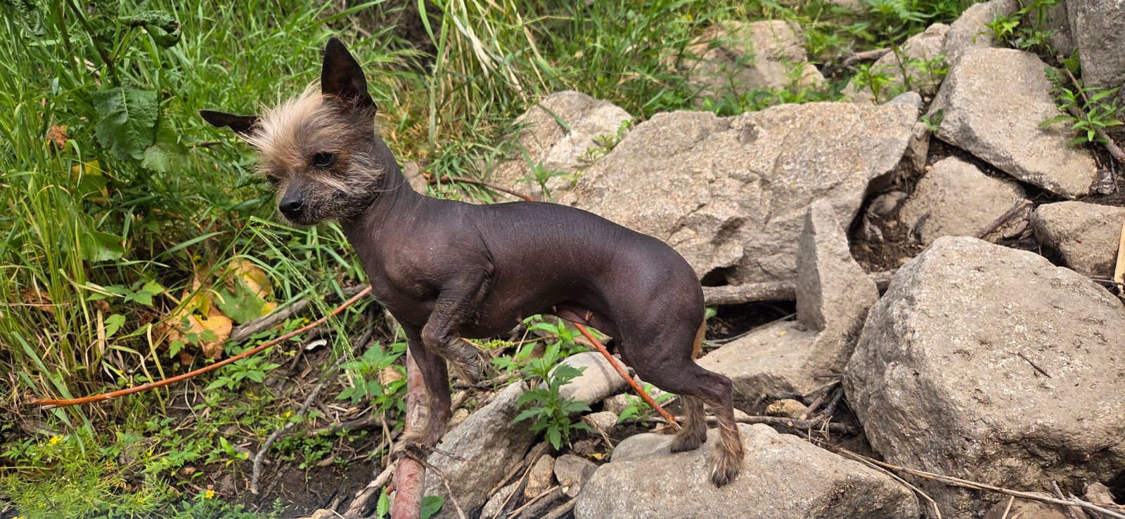 Hairless chihuahua