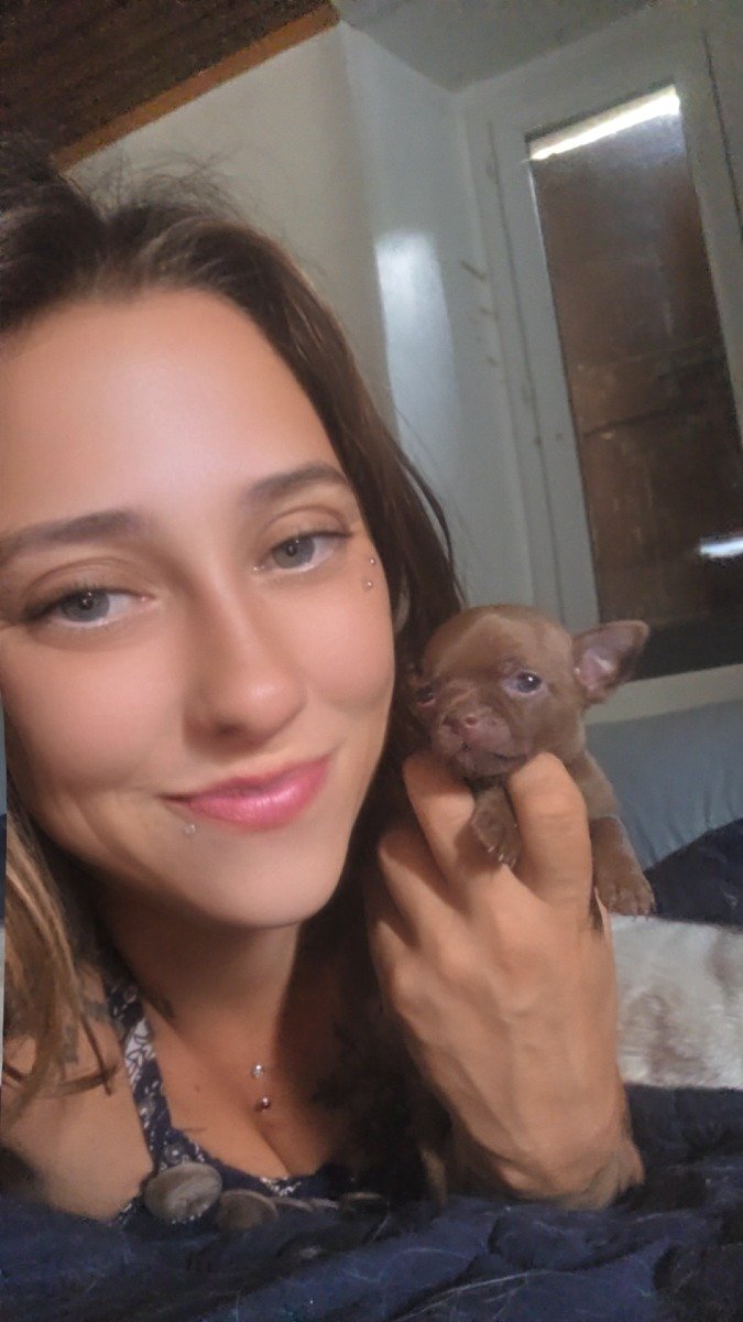 Prix du chiot