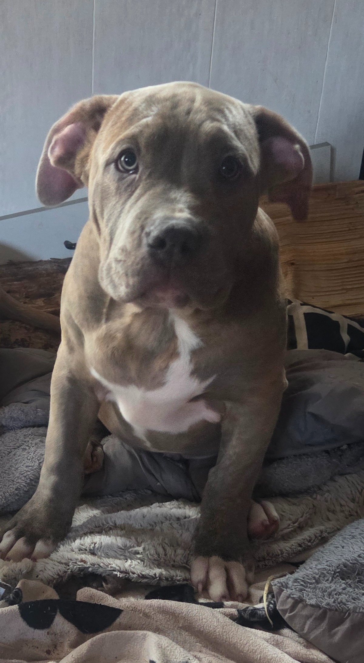 Photo de ALIAS Taïwan Colossal BullDozeur LMI 