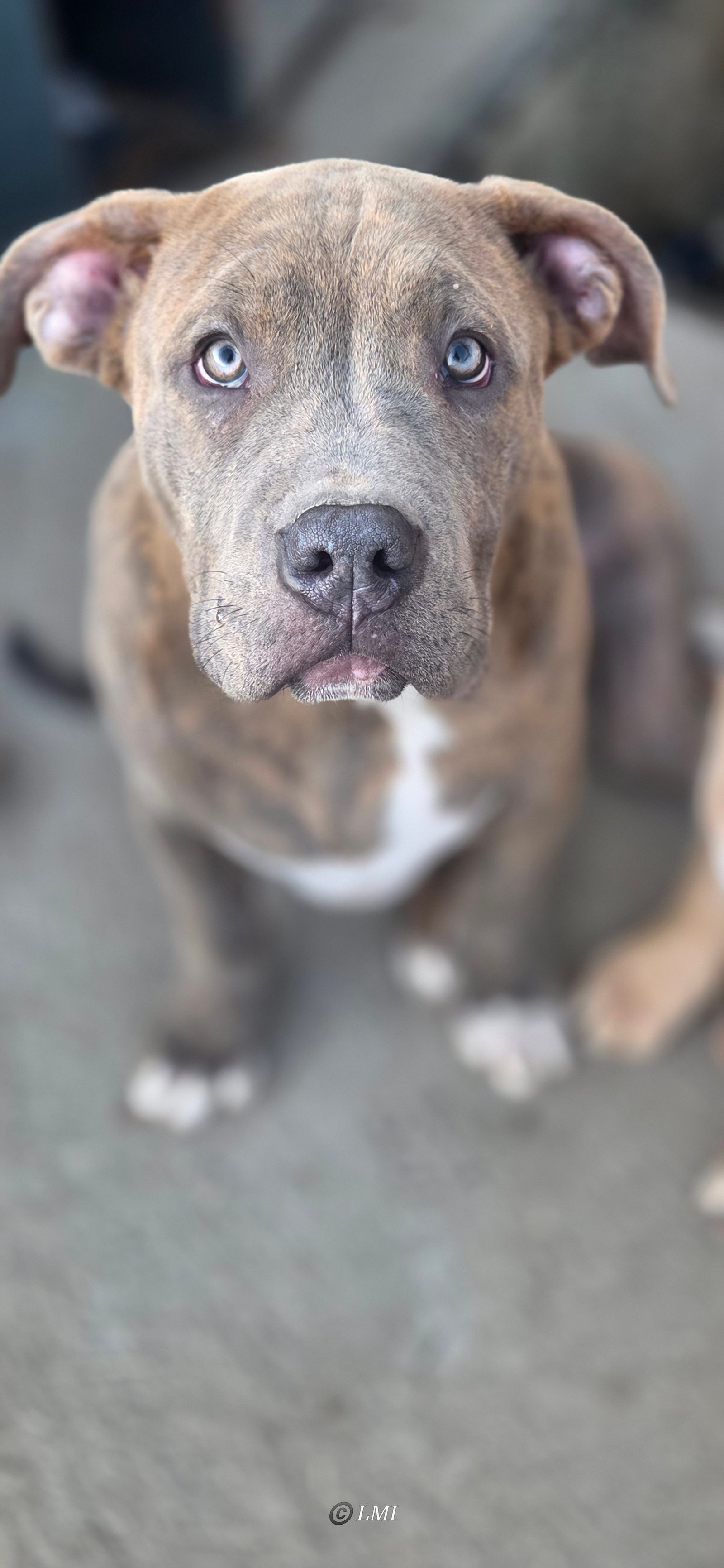 Photo de ALIAS Taïwan Colossal BullDozeur LMI 