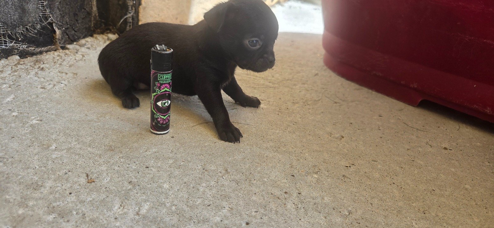 Photo de Black Beauty LMI