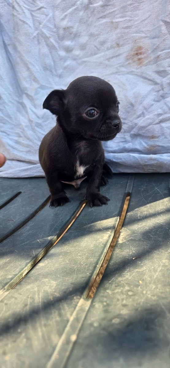 Photo de Black Beauty LMI