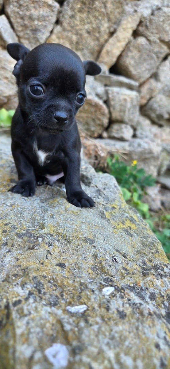 Photo de Black Beauty LMI