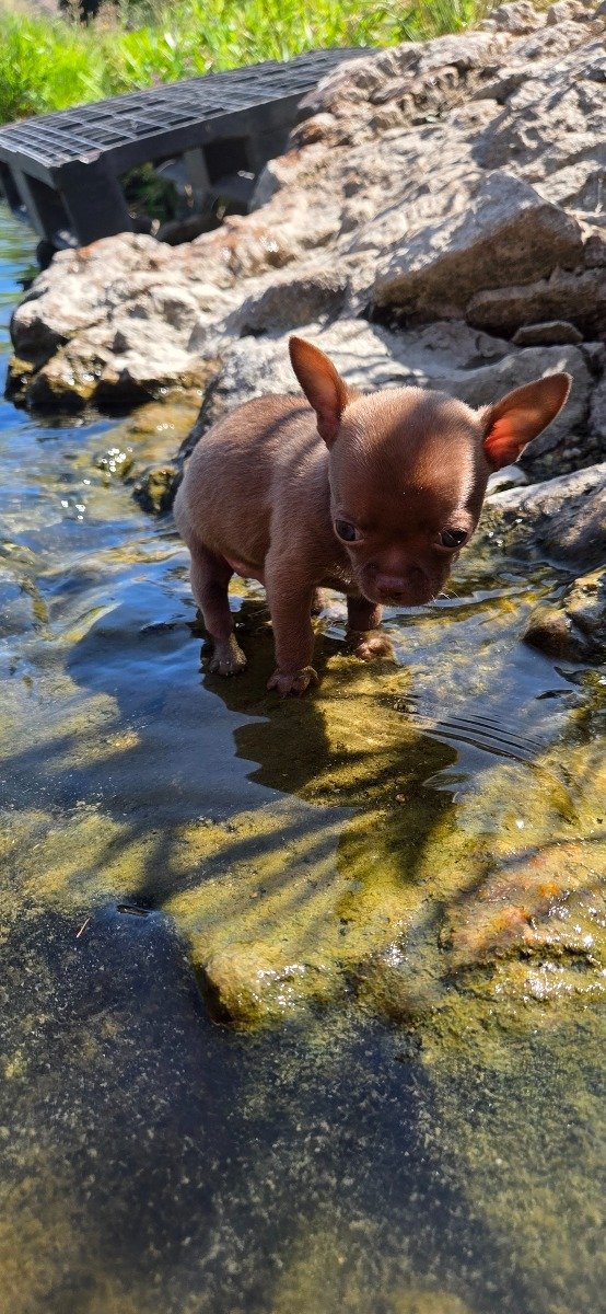 Photo de BUDDY LMI