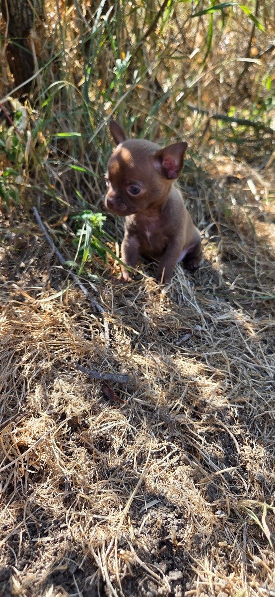 Photo de BUDDY LMI