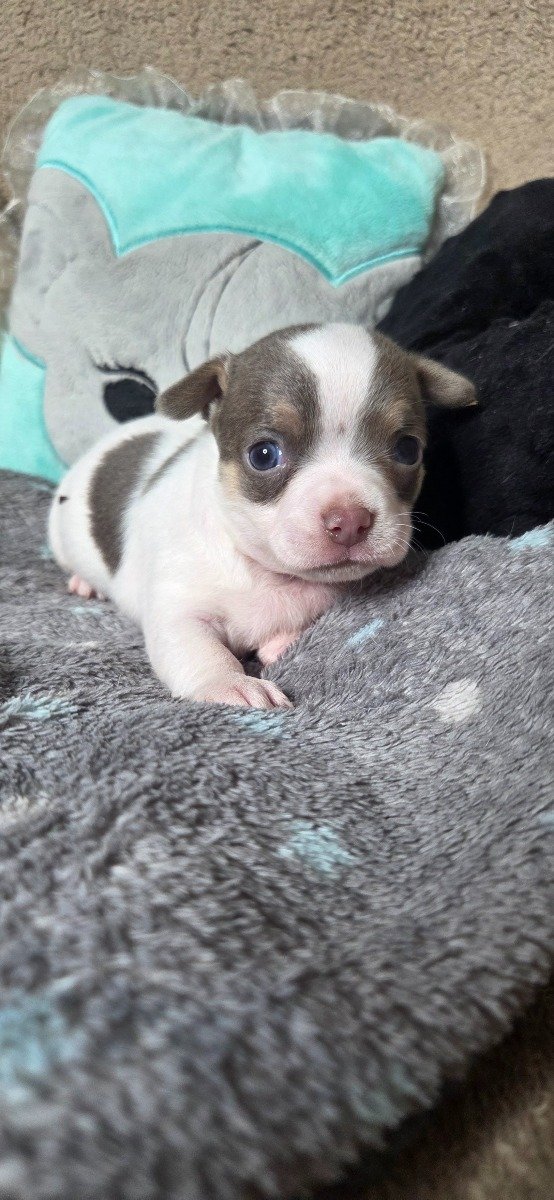 Photo de Boomer lmi