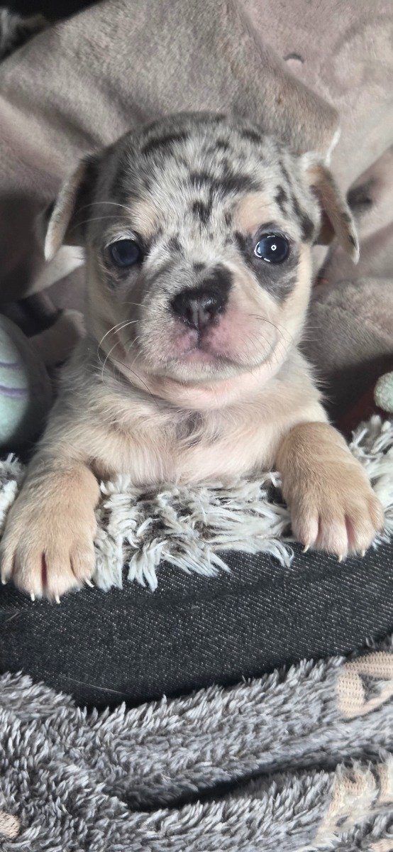 Photo de Bijou lmi