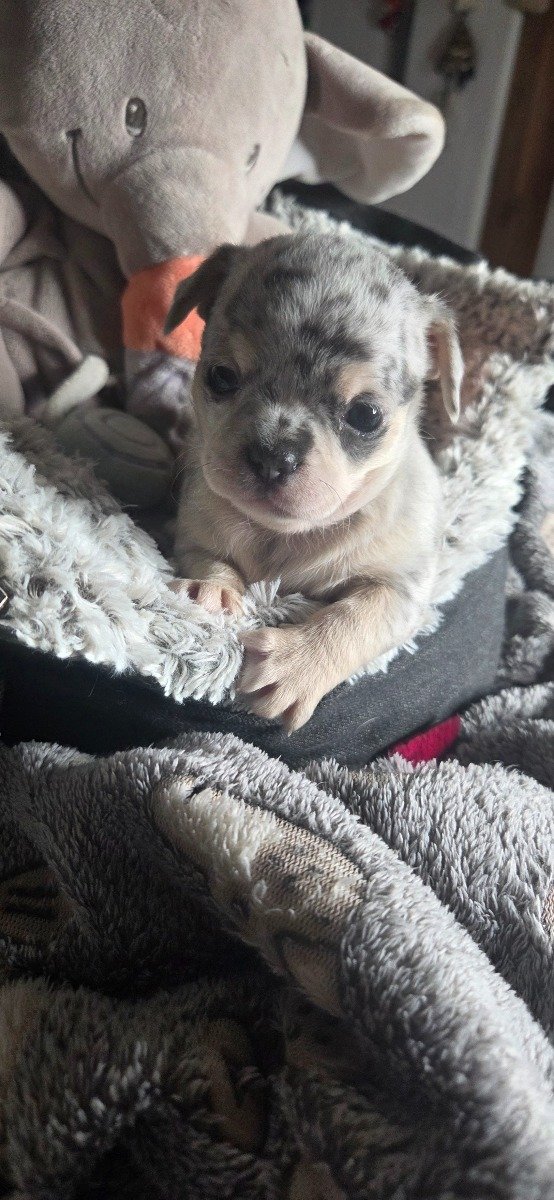 Photo de Bijou lmi
