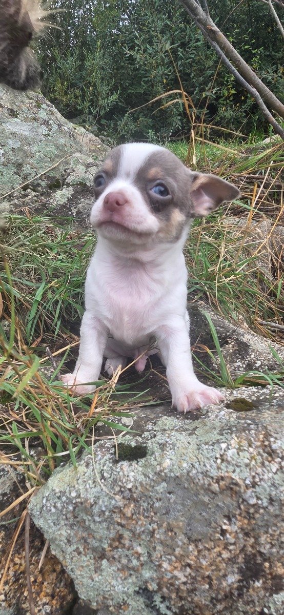 Photo de Boomer lmi