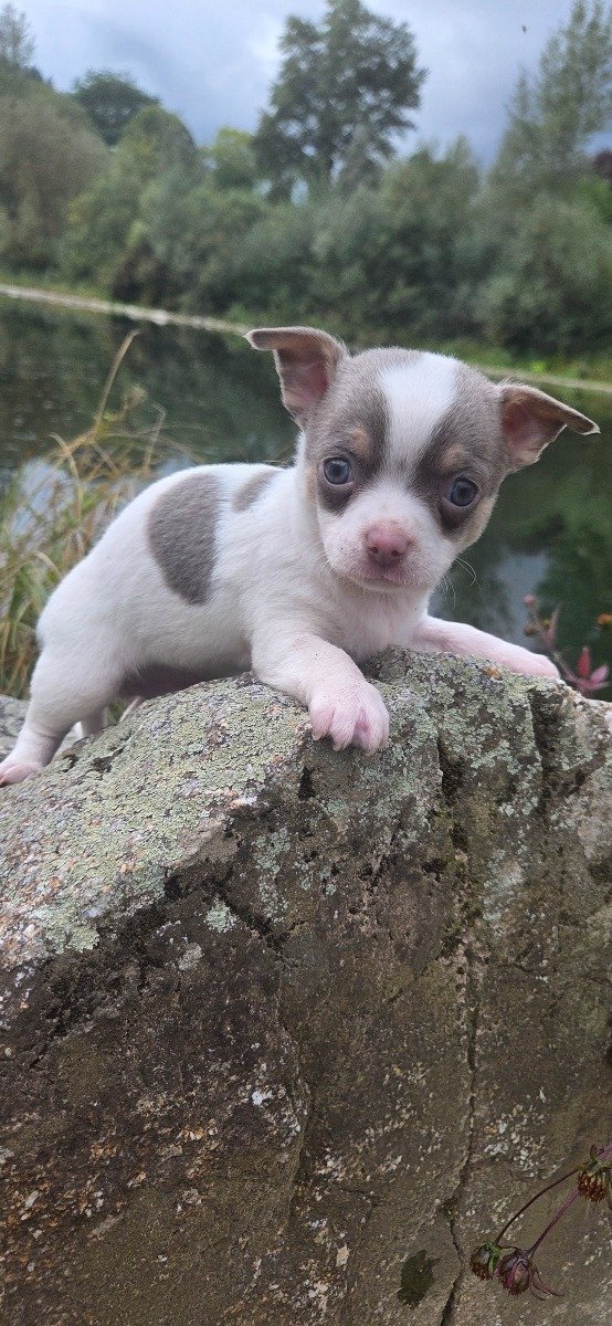 Photo de Boomer lmi