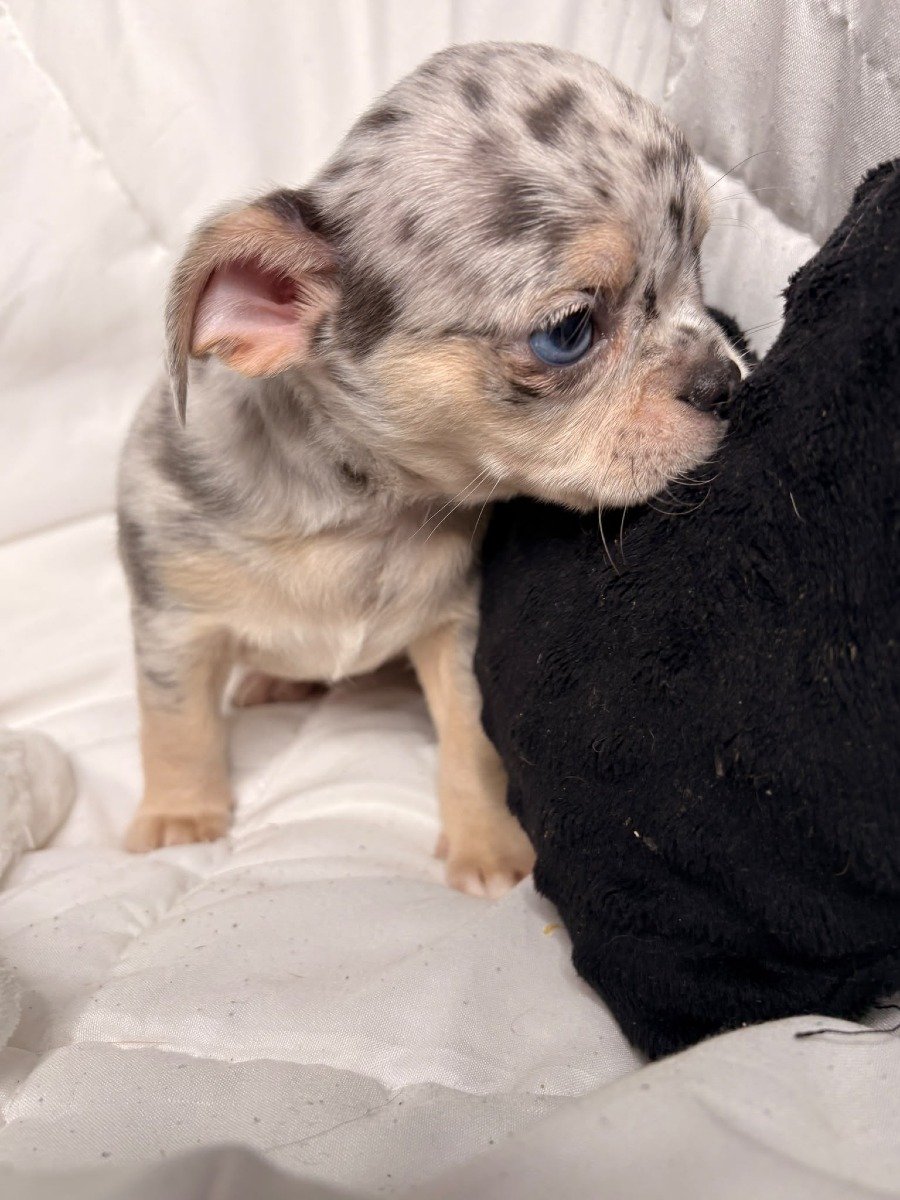 Photo de Bijou lmi