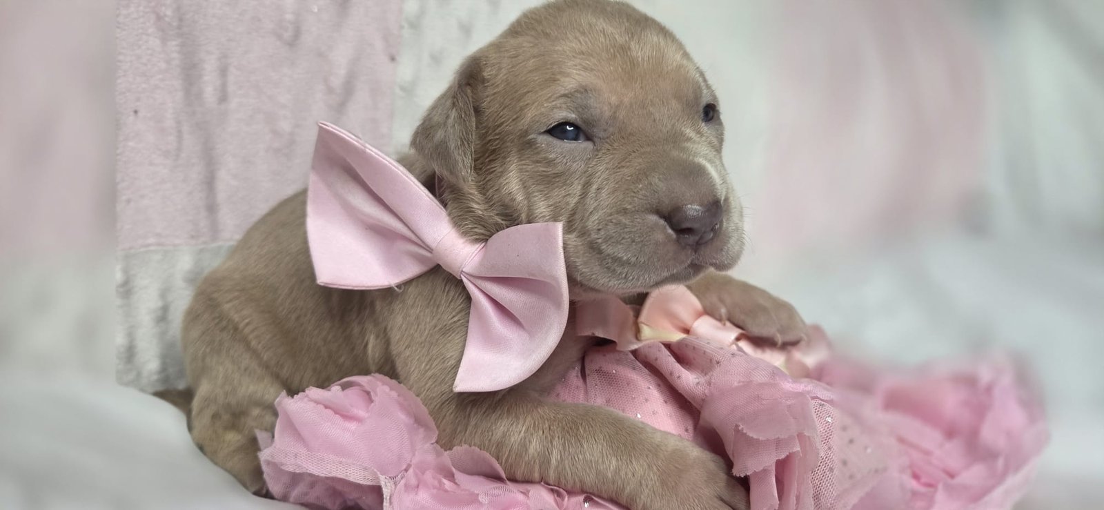 Photo de ANEMITE T-M LMI