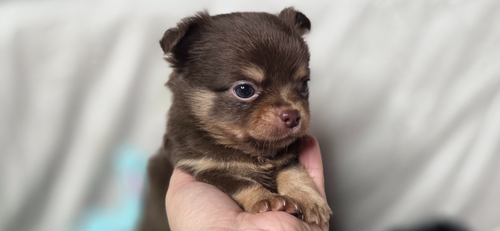 Photo de Apex Légende