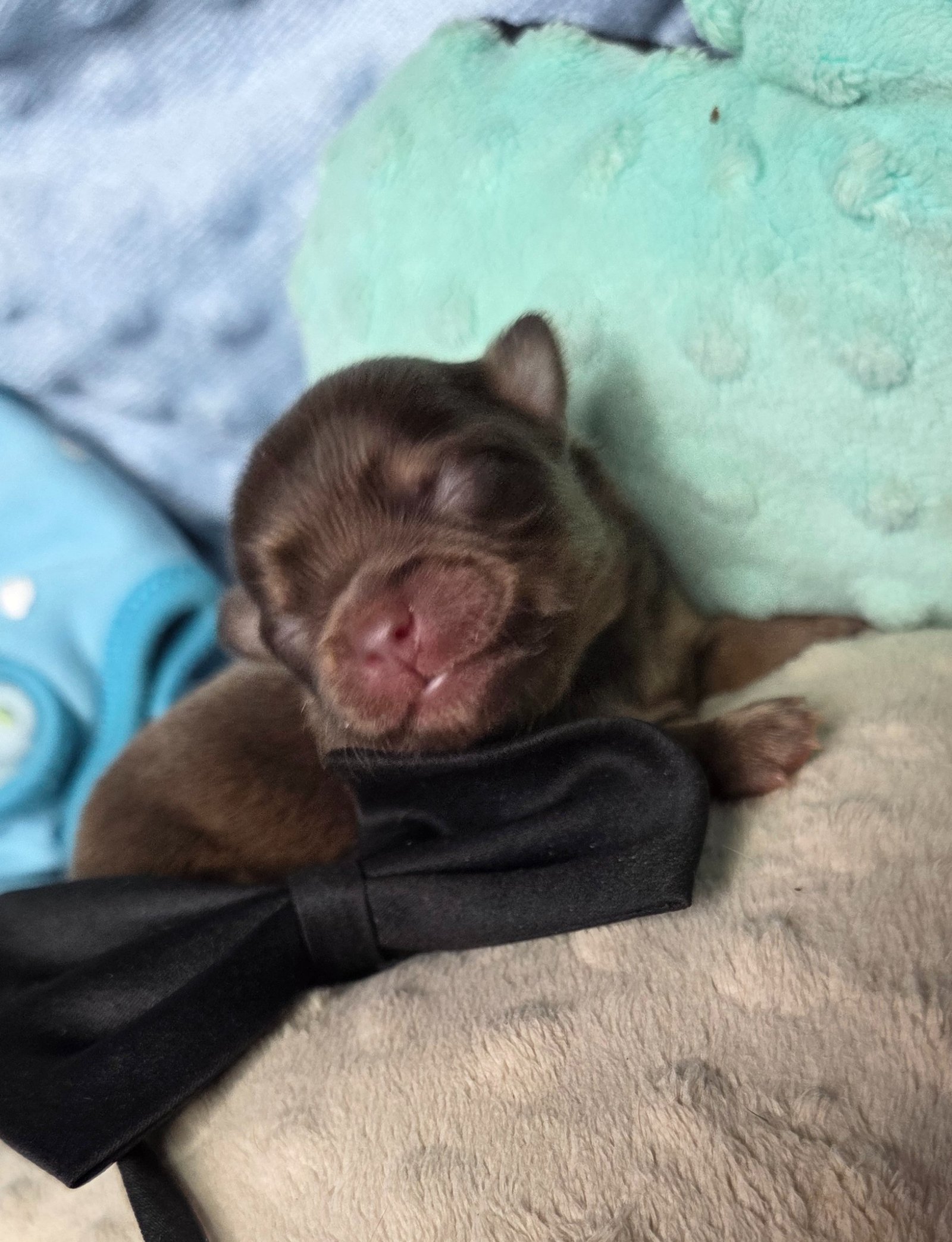 Photo de Apex Légende