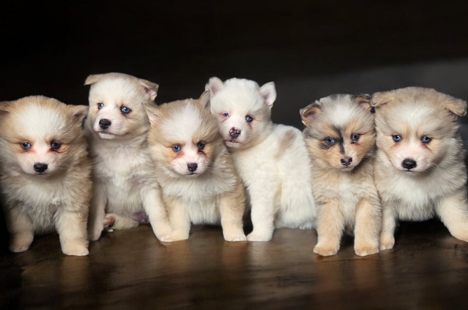 Photo de Psychadelya