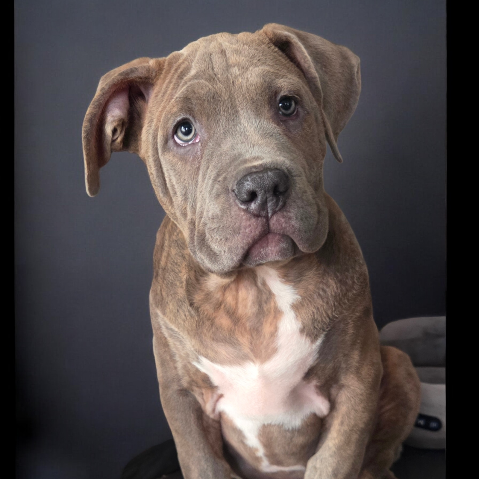 Photo de ALIAS Taïwan Colossal BullDozeur LMI 