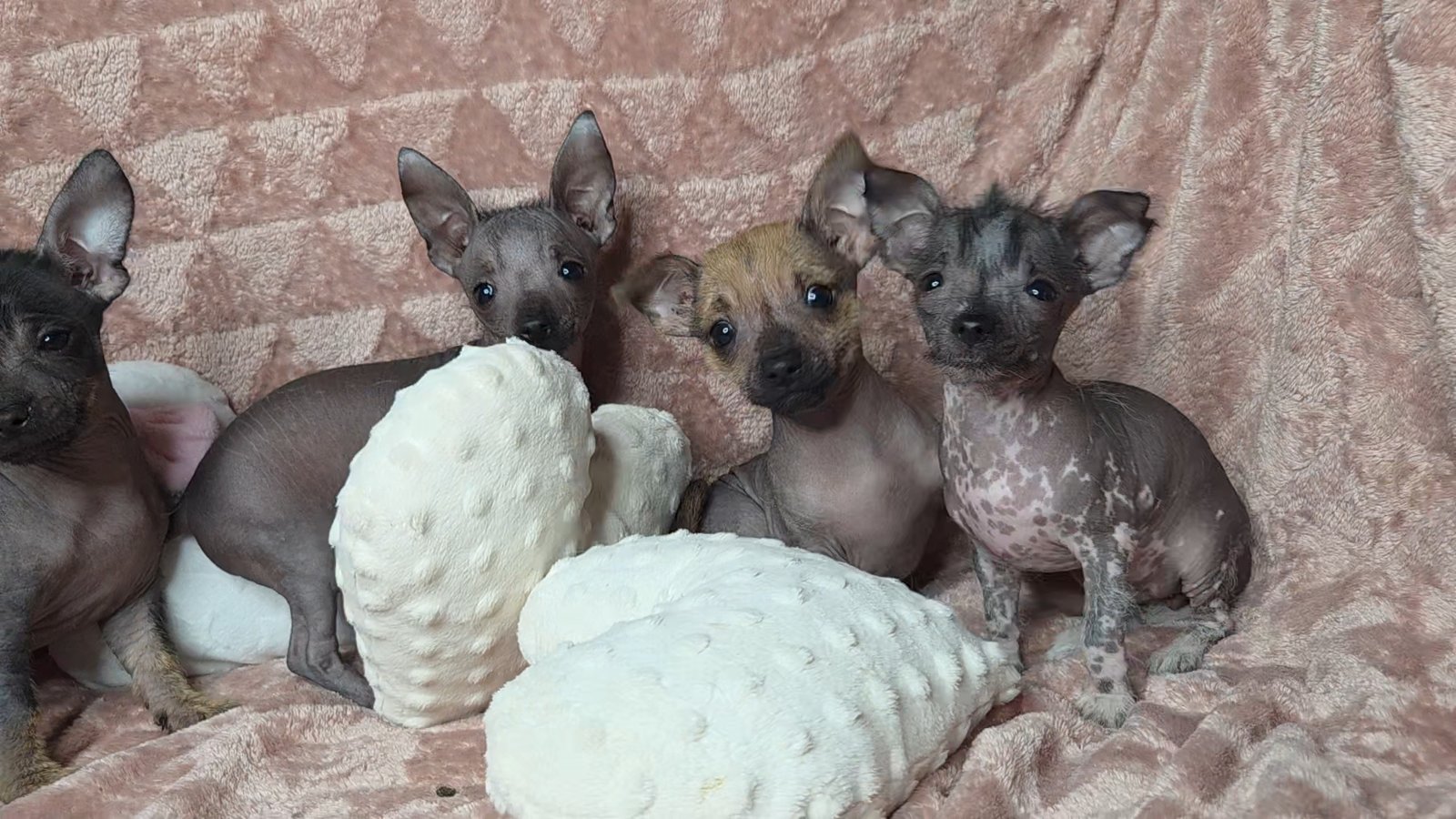 Chiots qui ont déjà leur Famille 🥰😍🥰