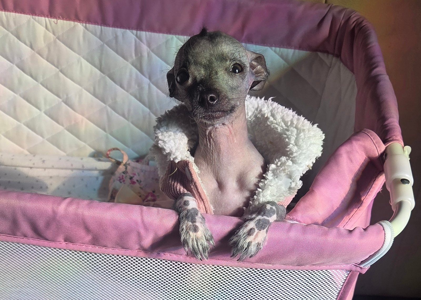 Petrouska hairless