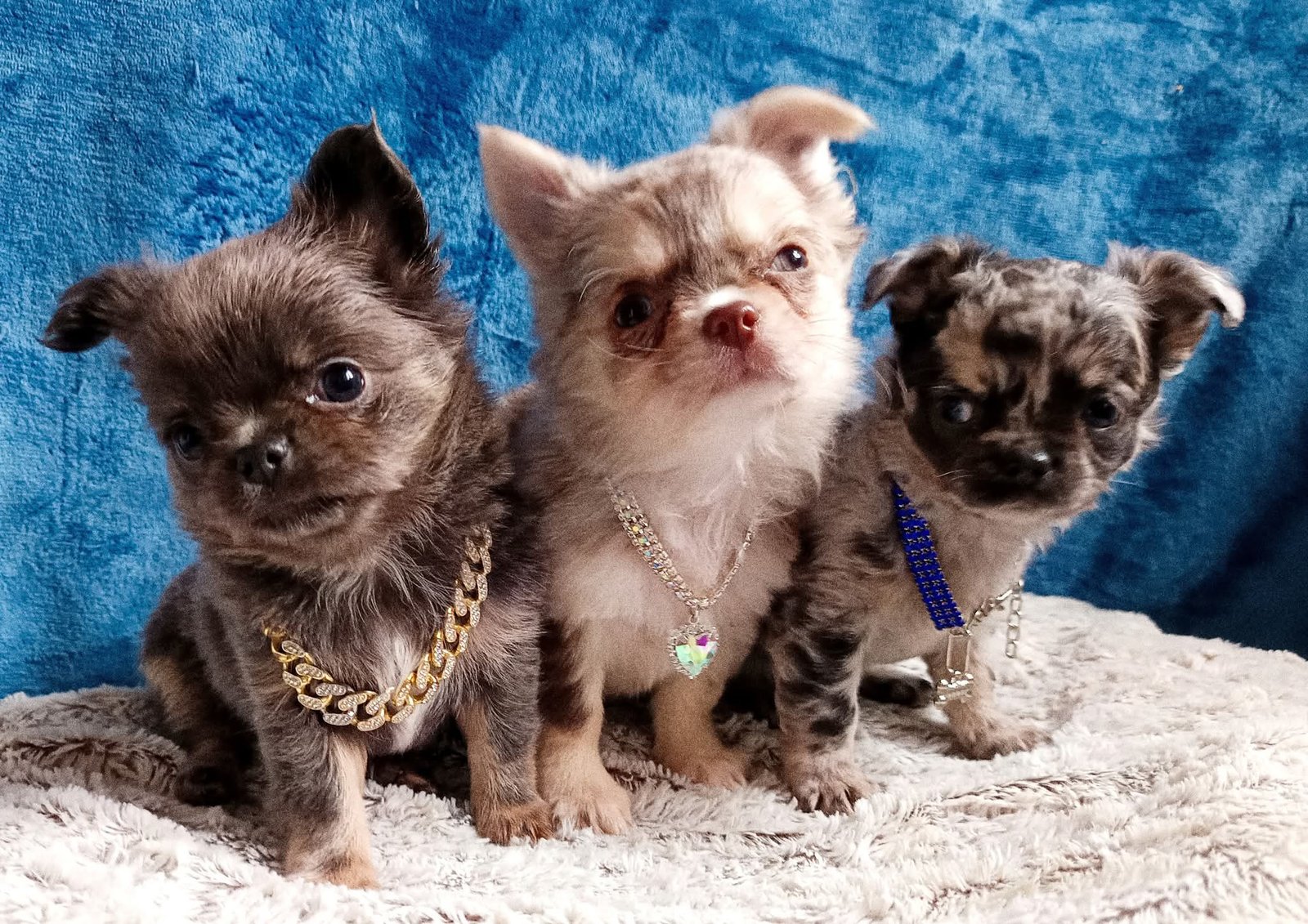 Chiots adoptés