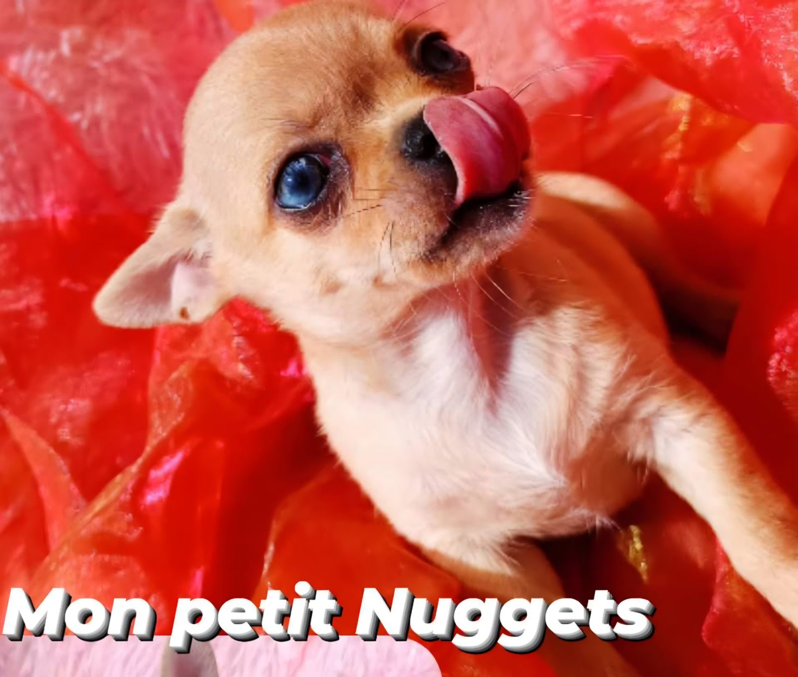 Bébé Chihuahua