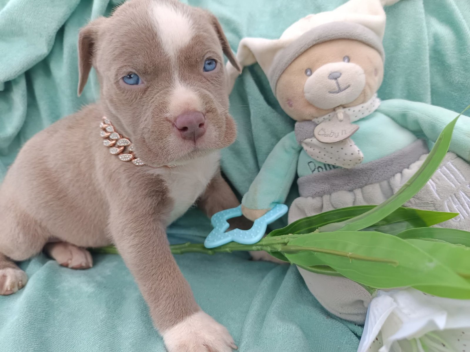 Chiot adopté