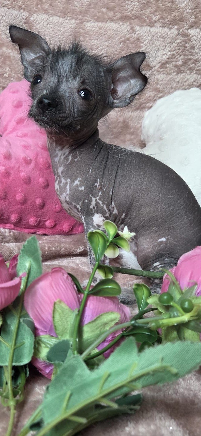 HAIRLESS