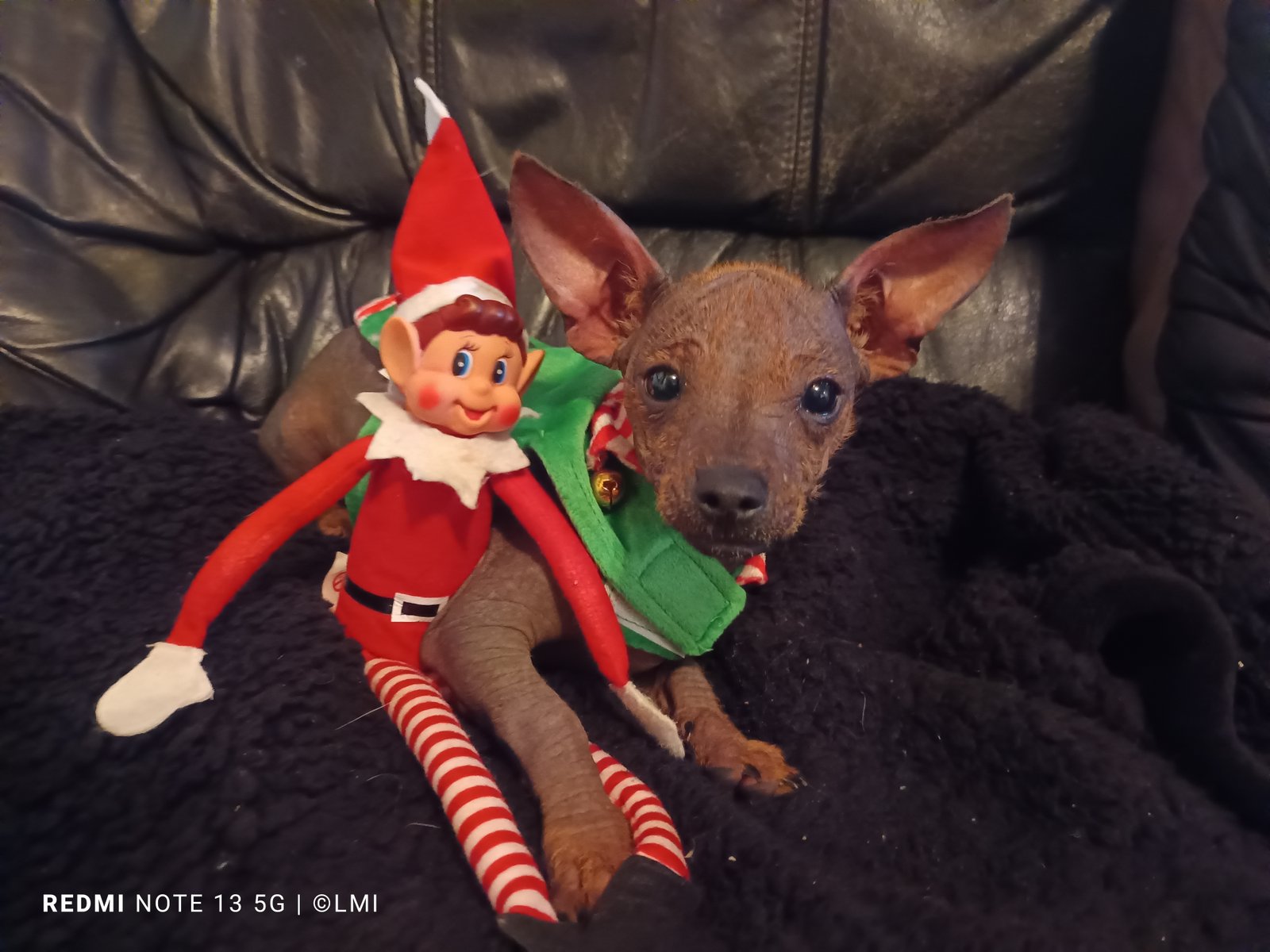 Chien nu Lutin