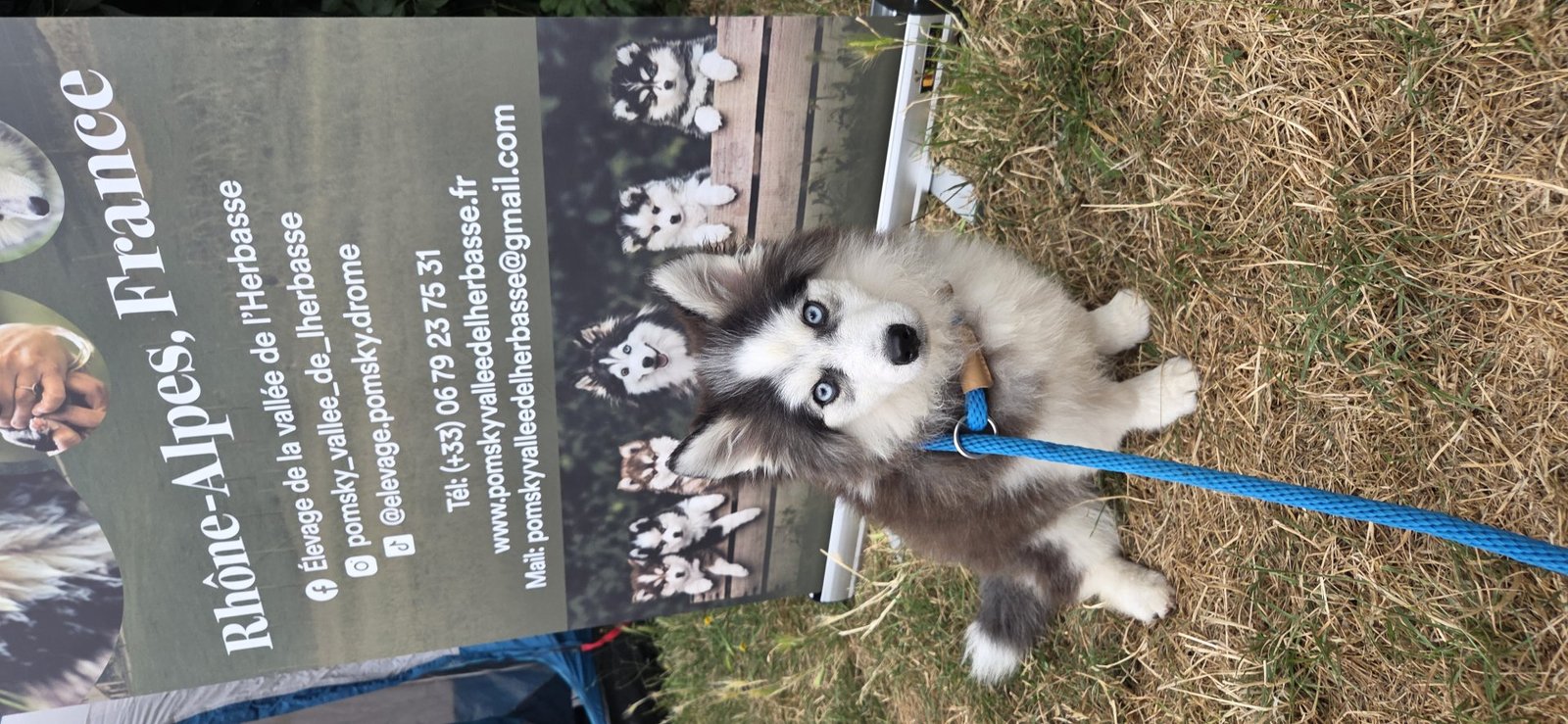 Pomsky
