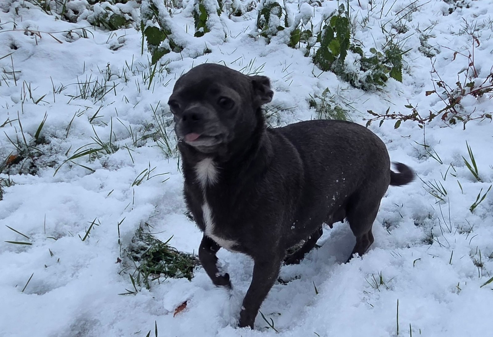 Portée TYA De La Meute Impériale x Ryo