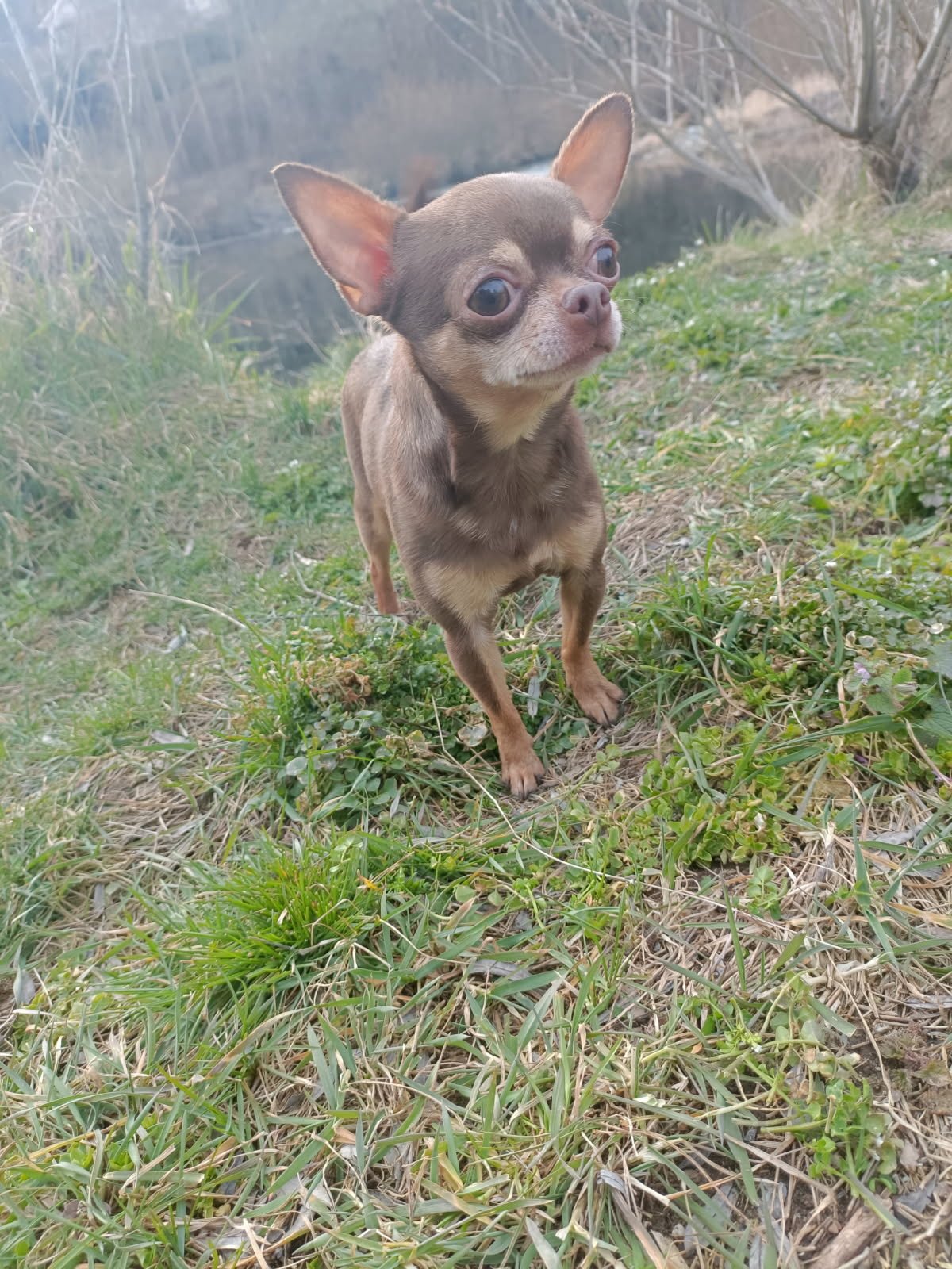 Portée Chakra De La Meute Impériale x Ryo