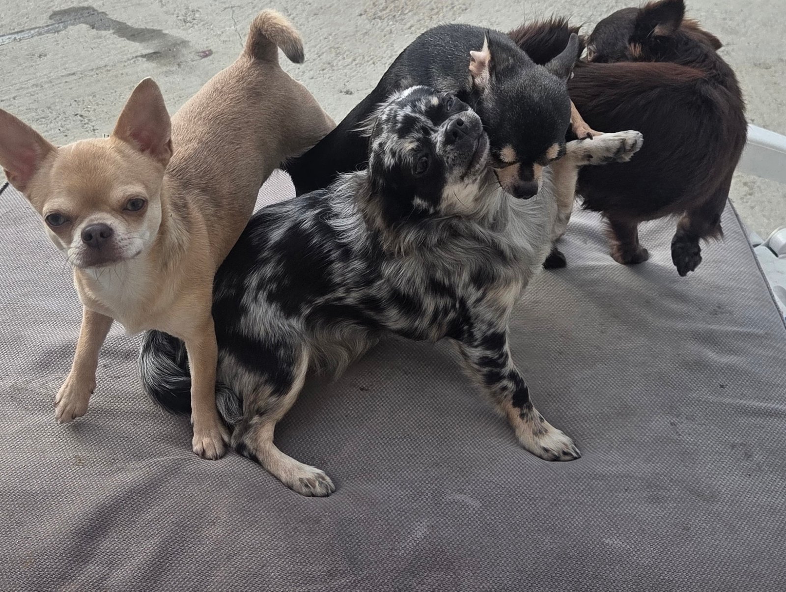 Photo de Chakra De La Meute Impériale