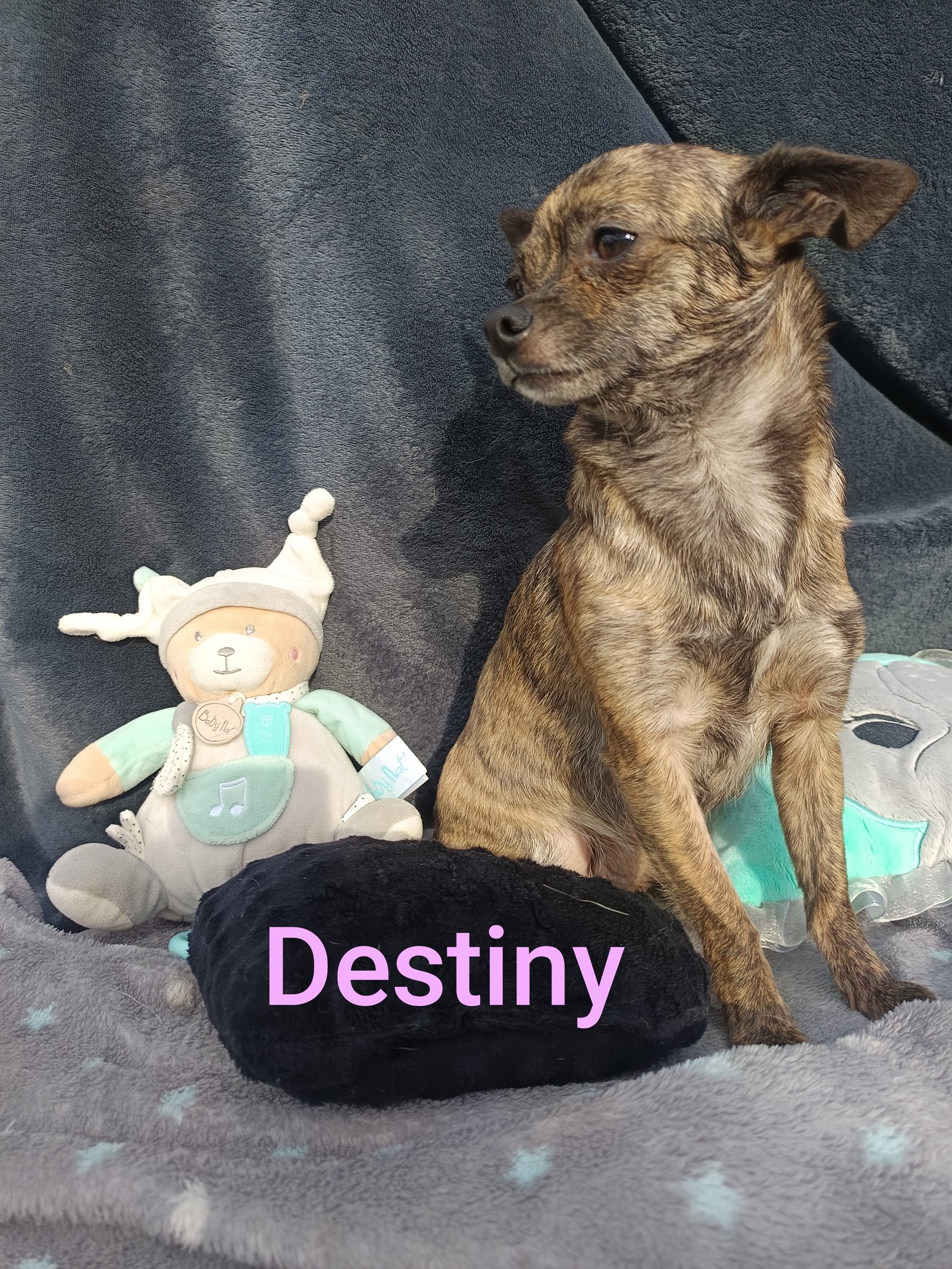 Photo de Desty De La Meute Impériale