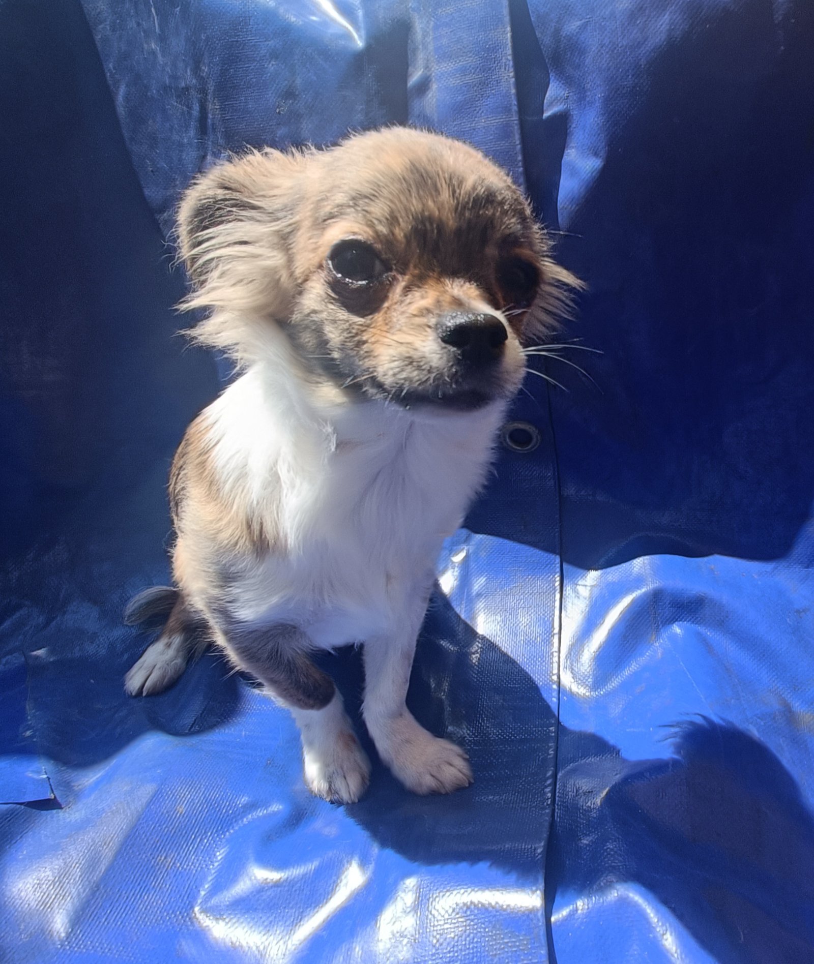 Photo de Tacos De La Meute Impériale