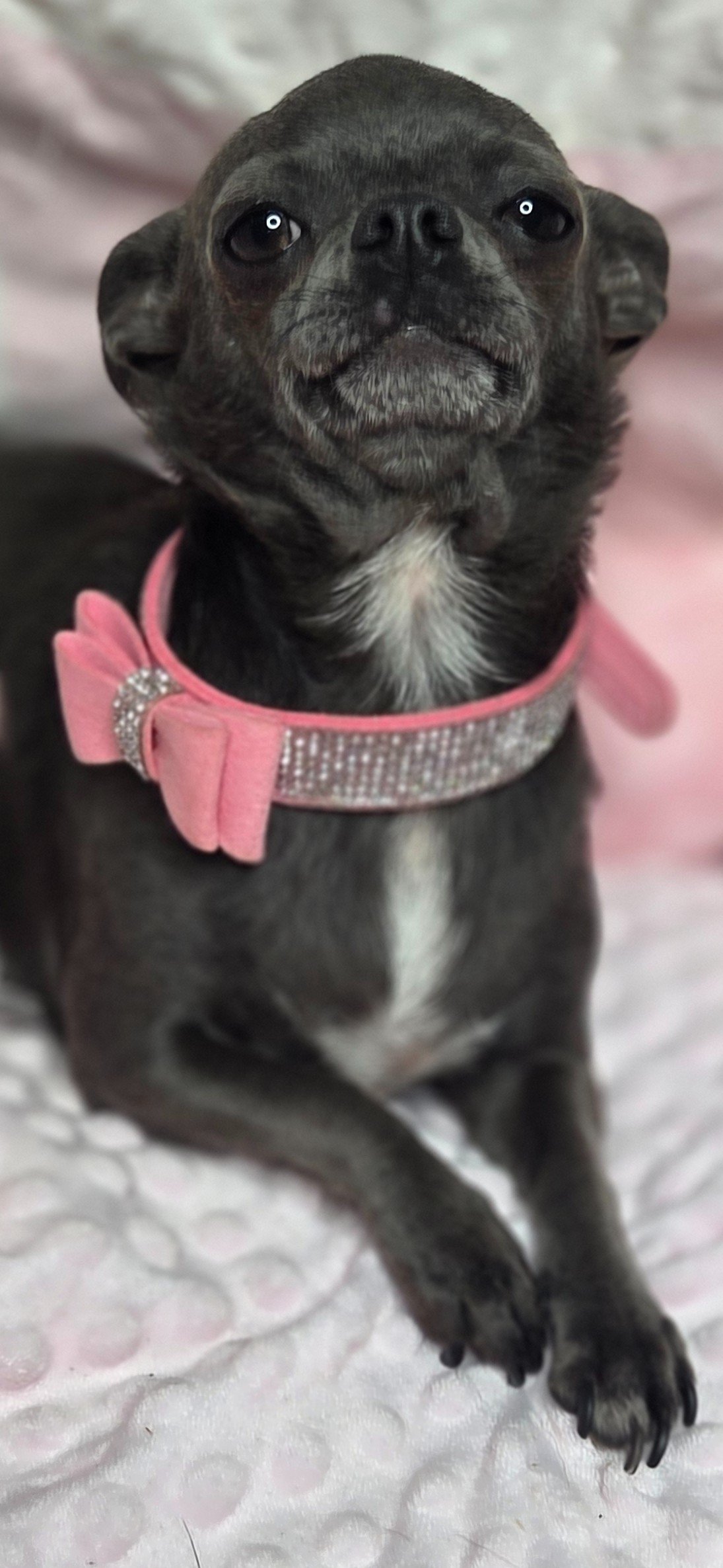 Photo de TYA De La Meute Impériale