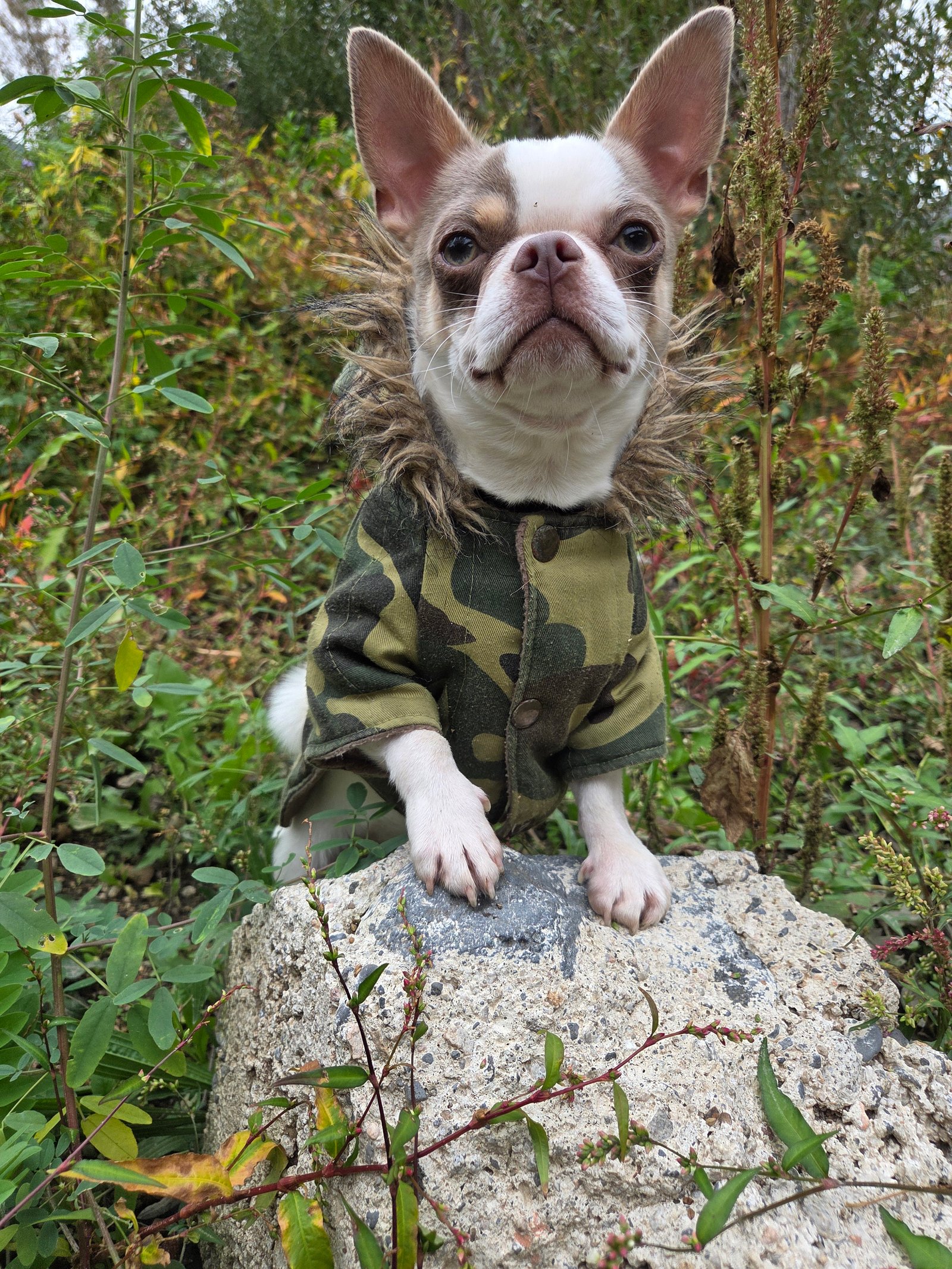 Photo de Van Dexter