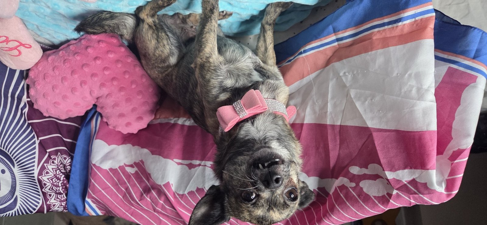 Photo de Desty De La Meute Impériale