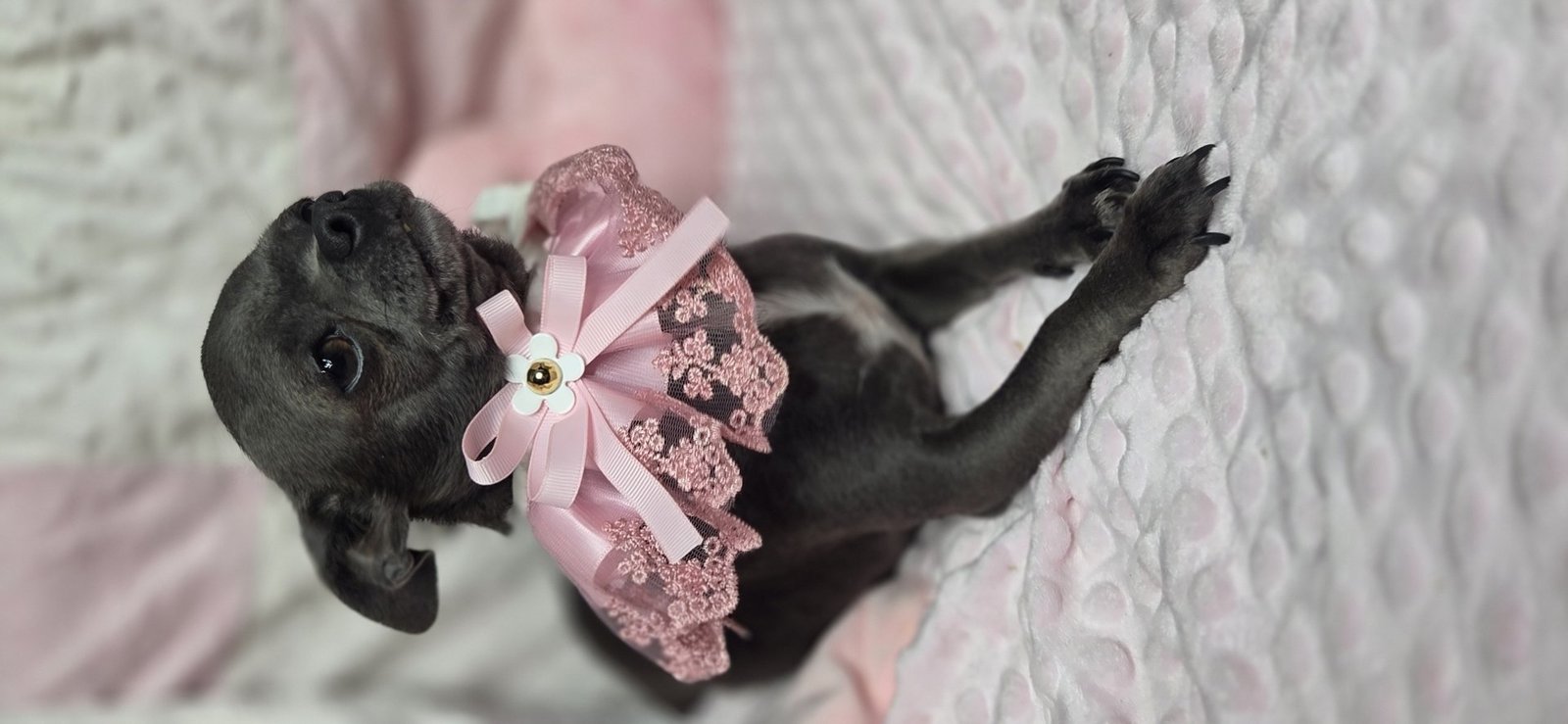 Photo de TYA De La Meute Impériale