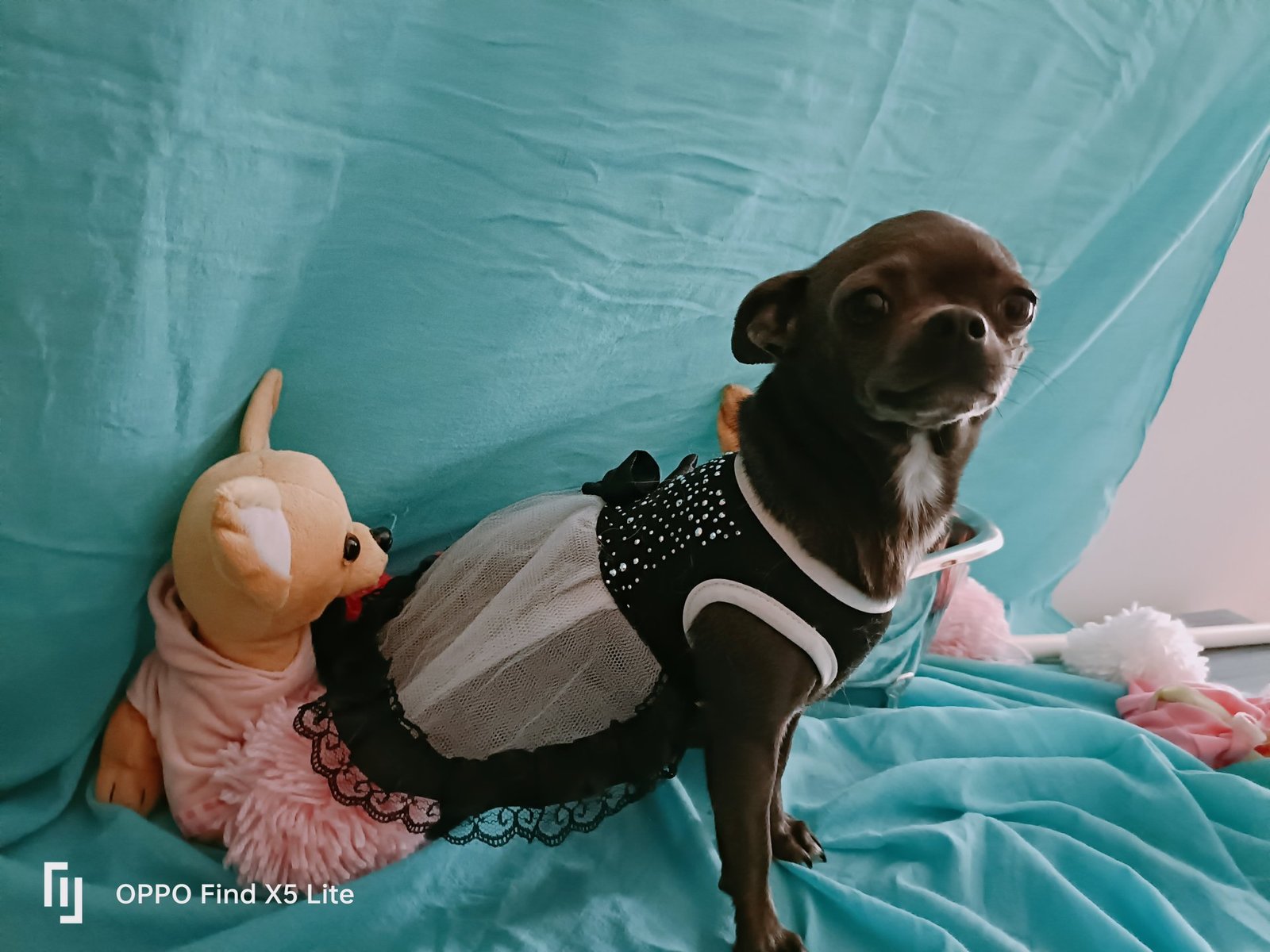 Photo de TYA De La Meute Impériale