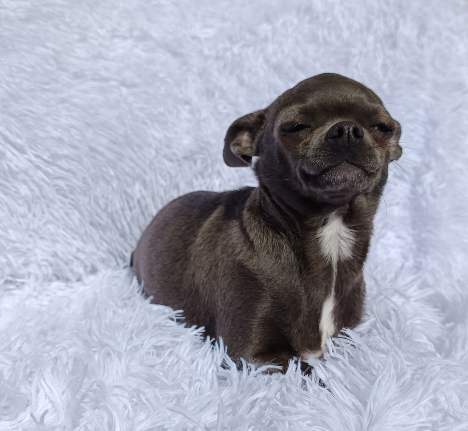 Photo de TYA De La Meute Impériale