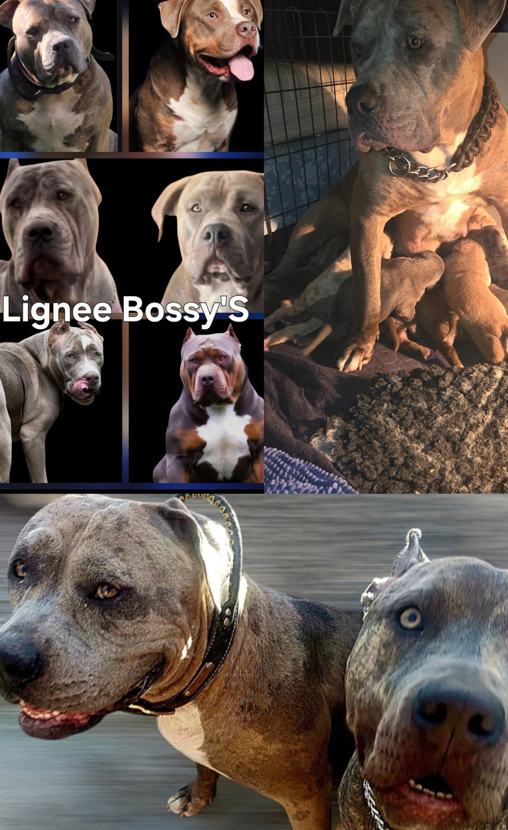 Portée Us Hawaii × VORTEX De La Meute Impériale